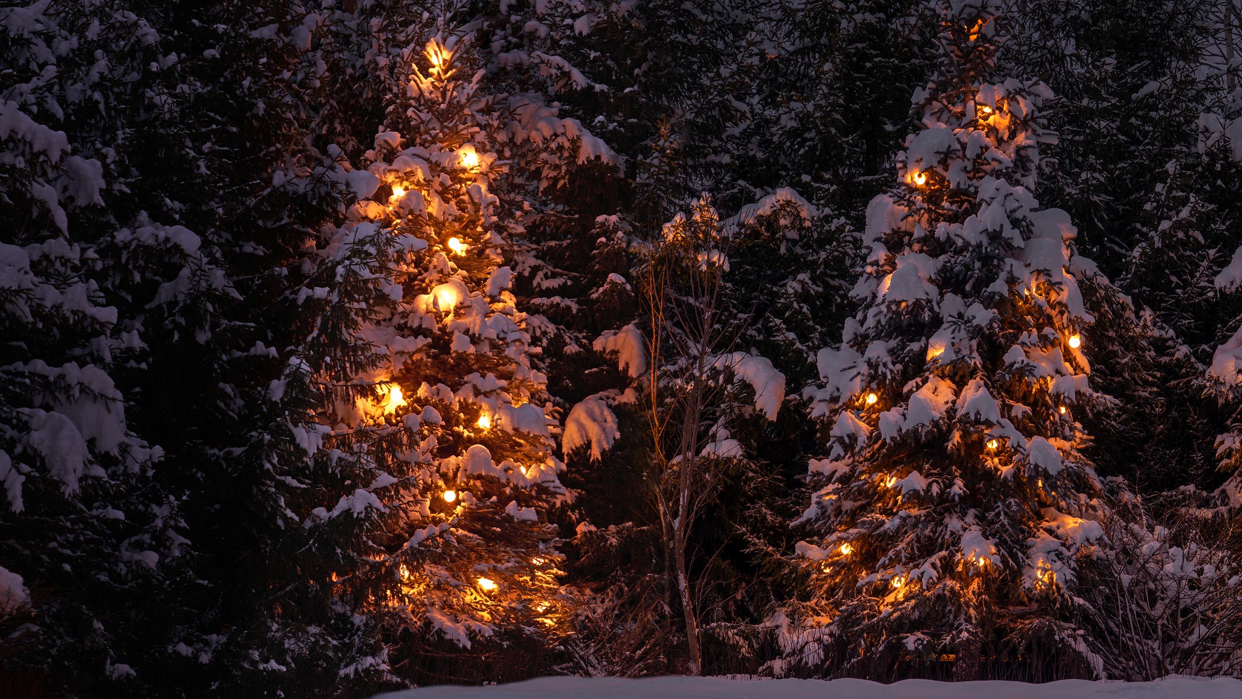 Landscape Lights SIERA